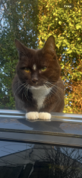 Lost Female Cat last seen Mount Road Rochester Medway, Medway, England ME1 3NH
