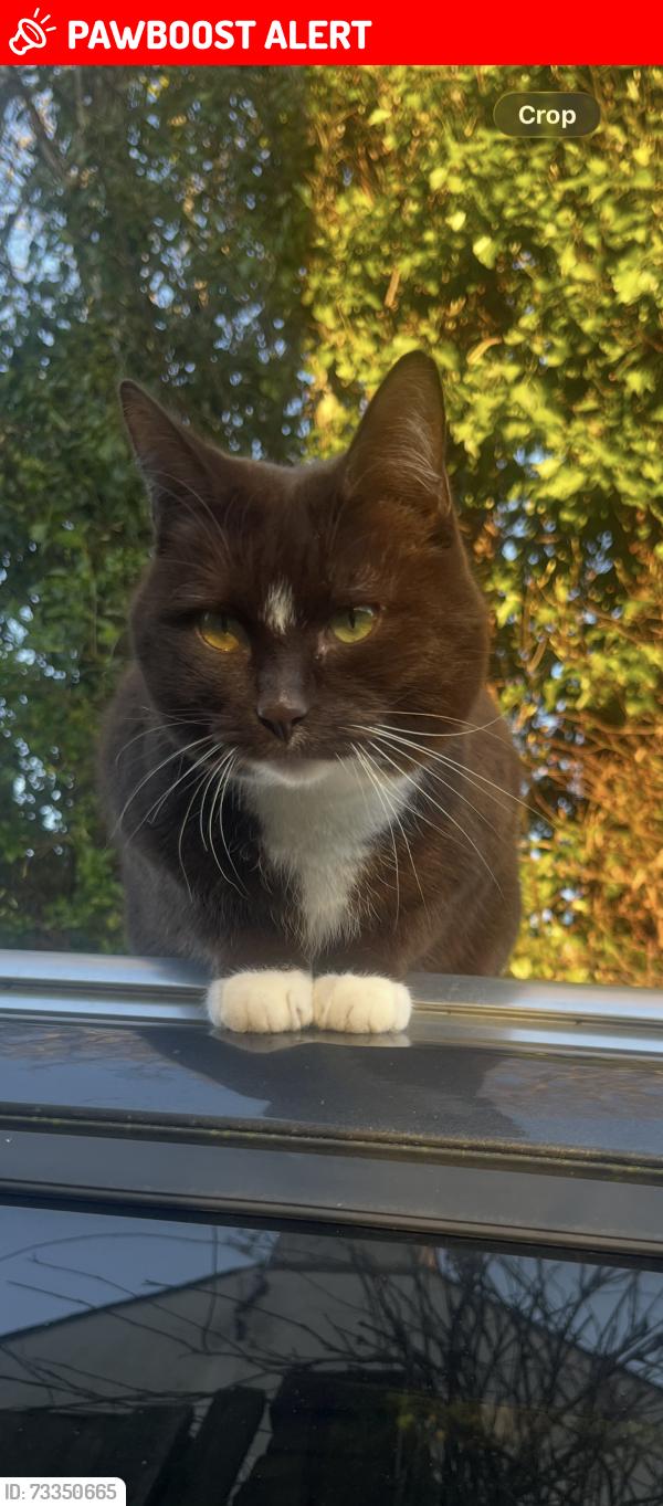 Lost Female Cat last seen Mount Road Rochester Medway, Medway, England ME1 3NH