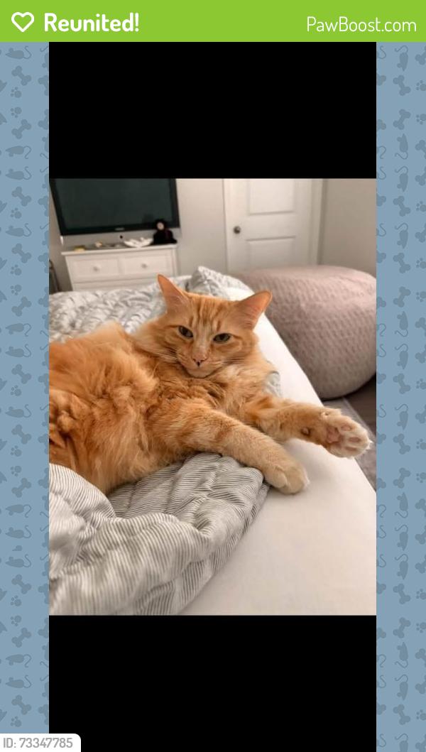 Reunited Female Cat last seen Bull Trout and Gold Eye, Conroe, TX 77384