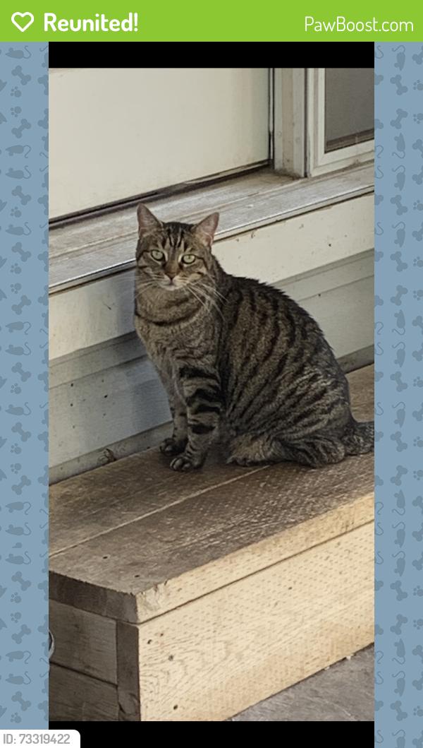 Reunited Female Cat last seen Karn road & David street, Ingersoll, ON 