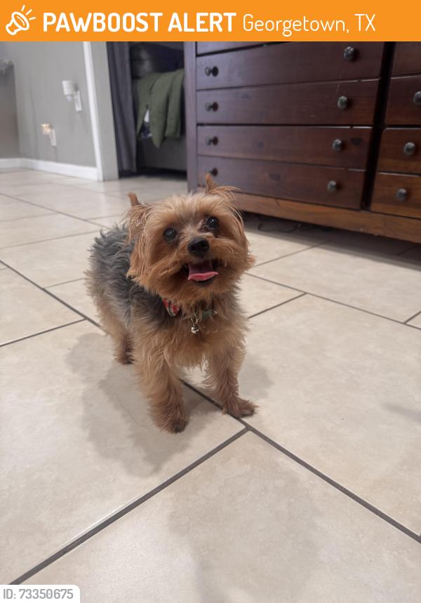 Found/Stray Male Dog last seen Central and Dawn Georgetown tx, Georgetown, TX 78628