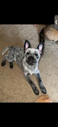 Reunited Female Dog last seen Gretna, Gretna, LA 70053