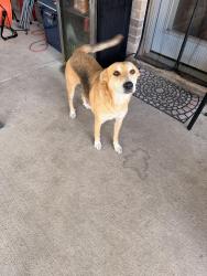 Reunited Female Dog last seen Sydney Harbor, Cypress, TX 77429