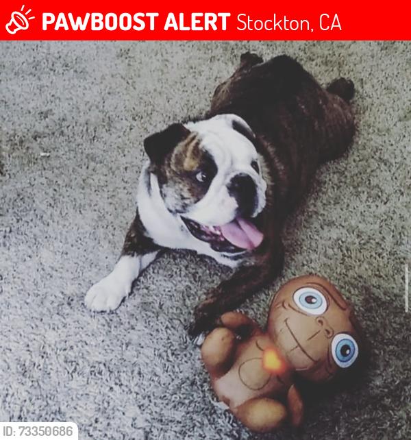 Lost Female Dog last seen Jannell lane, Stockton, CA 95206