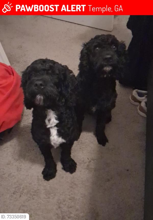 Deceased Male Dog last seen Temple Community Center, Temple, GA 30179