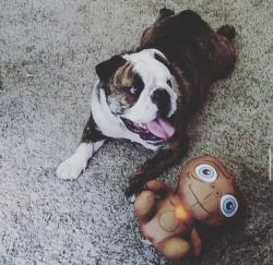Lost Female Dog last seen Jannell lane, Stockton, CA 95206