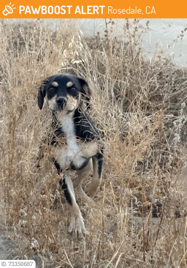 Found/Stray Male Dog last seen Rudd, Rosedale, CA 93314