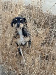 Found/Stray Male Dog last seen Rudd, Rosedale, CA 93314