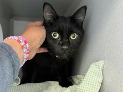 Shelter Stray Male Cat last seen W 151 Street, NEW YORK, NY, 10039, 326 E 110th St, New York, NY 10029, USA