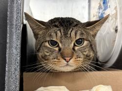 Shelter Stray Male Cat last seen Apt 2B,1997 Lexington Avenue, NEW YORK, NY, 10035, 326 E 110th St, New York, NY 10029, USA