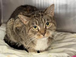 Shelter Stray Female Cat last seen W, NEW YORK, NY, 10029, 326 E 110th St, New York, NY 10029, USA