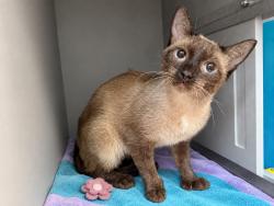 Shelter Stray Female Cat last seen Near E 138th Street, BRONX, NY, 10454, 326 E 110th St, New York, NY 10029, USA