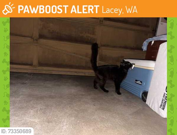 Found/Stray Unknown Cat last seen Shana Park neighborhood, Lacey, WA 98503