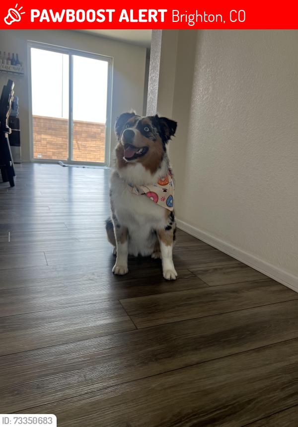Lost Female Dog last seen Near Ivanhoe st Brighton 80602, Brighton, CO 80602
