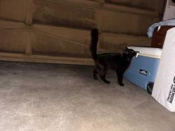Found/Stray Unknown Cat last seen Shana Park neighborhood, Lacey, WA 98503