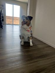 Lost Female Dog last seen Near Ivanhoe st Brighton 80602, Brighton, CO 80602