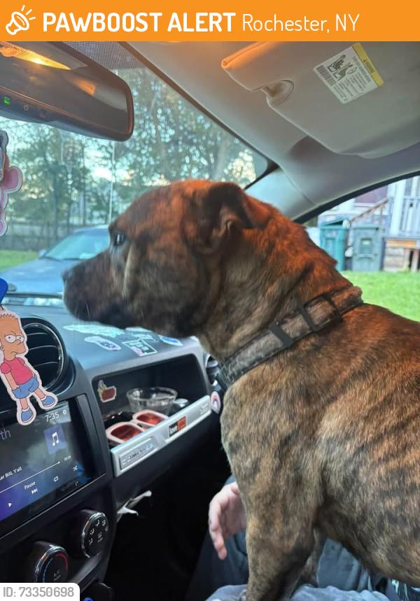 Found/Stray Female Dog last seen Conkey and Avenue D, Rochester, NY 14621