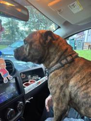 Found/Stray Female Dog last seen Conkey and Avenue D, Rochester, NY 14621