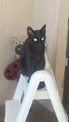 Lost Female Cat last seen The reserve at lakeshore apts. lake resort ter 37415, Chattanooga, TN 37415