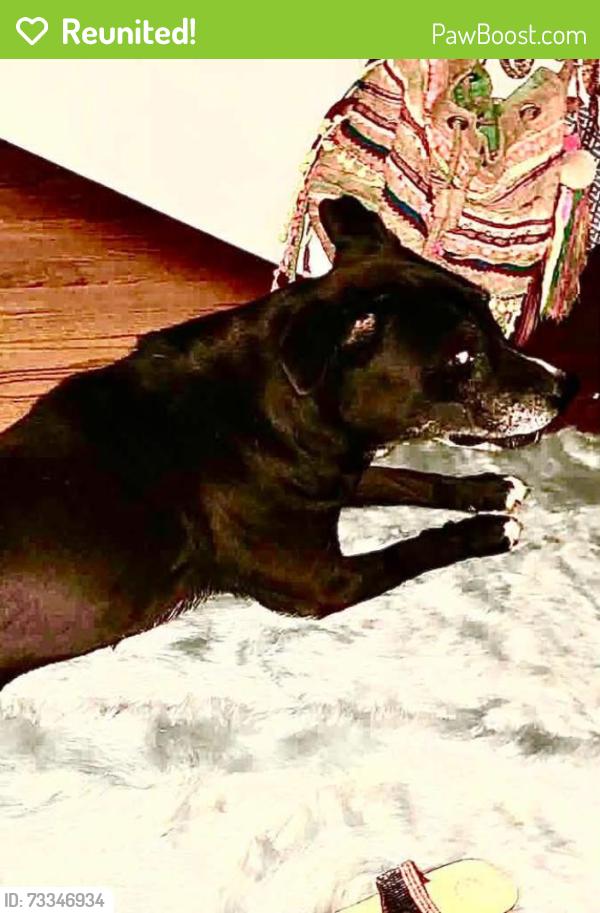 Reunited Male Dog last seen Central Gardens, Memphis, TN 38104
