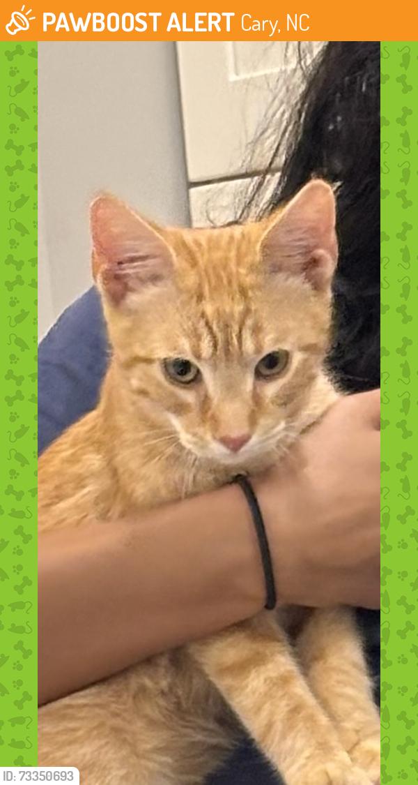 Surrendered Male Cat last seen Amiable Loop, Cary, NC 27519
