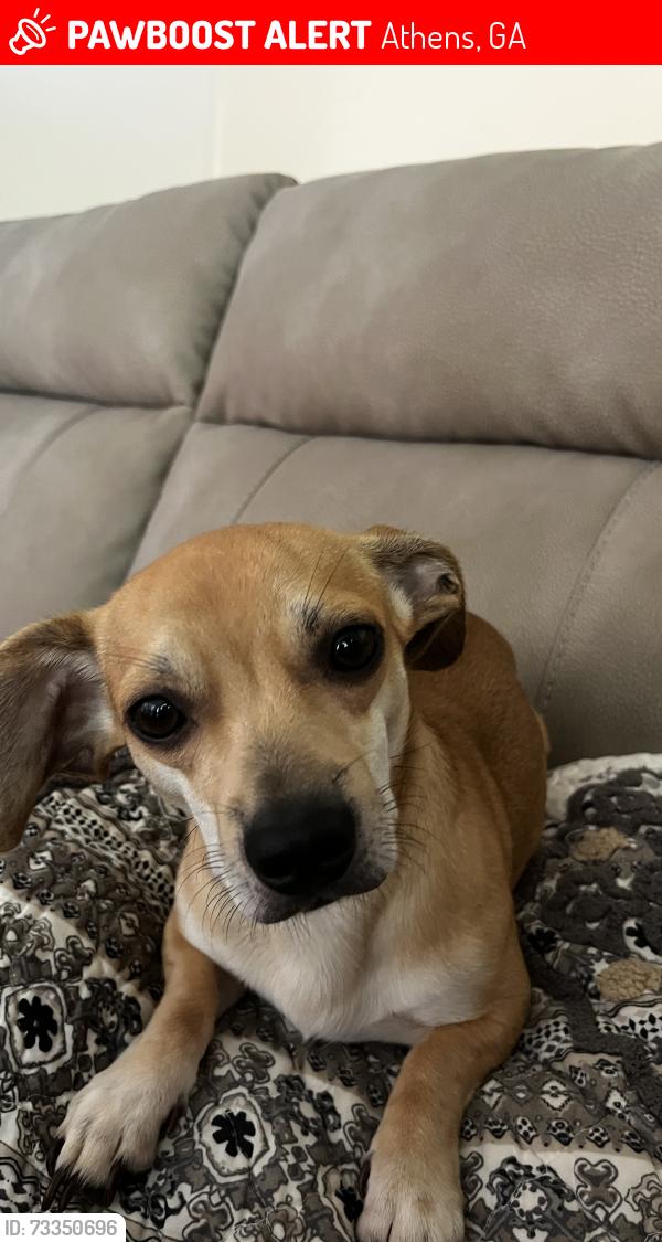 Lost Male Dog last seen burkland dr athens ga, Athens, GA 30601