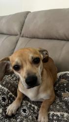 Lost Male Dog last seen burkland dr athens ga, Athens, GA 30601