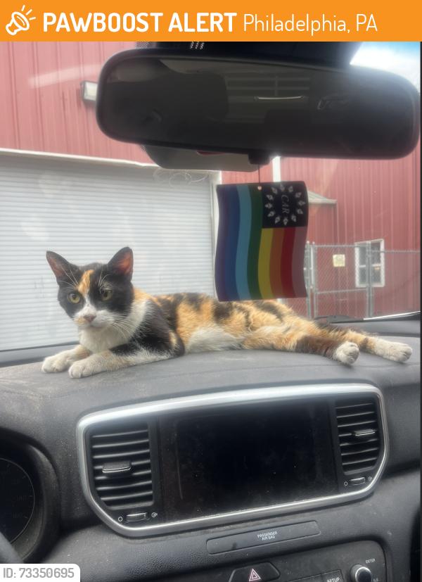 Found/Stray Female Cat last seen Top Call Convenience, Philadelphia, PA 19143