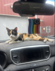 Found/Stray Female Cat last seen Top Call Convenience, Philadelphia, PA 19143