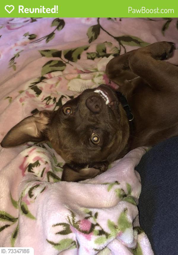 Reunited Male Dog last seen Vickie and Gina pl, Del City, OK 73115