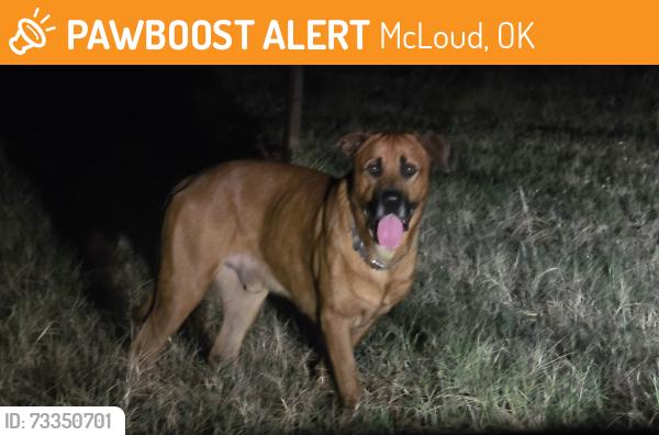Found/Stray Male Dog last seen 89th and Fishmarket, McLoud, OK 74851