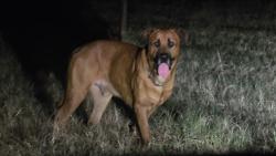 Found/Stray Male Dog last seen 89th and Fishmarket, McLoud, OK 74851