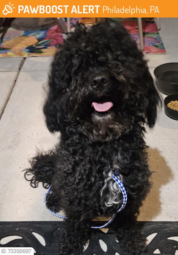 Found/Stray Male Dog last seen Wharton and Hicks 19146, Philadelphia, PA 19146