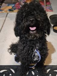 Found/Stray Male Dog last seen Wharton and Hicks 19146, Philadelphia, PA 19146