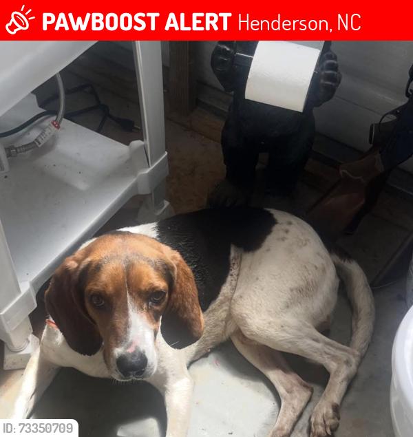 Lost Male Dog last seen Thomas rd, Henderson, NC 27536