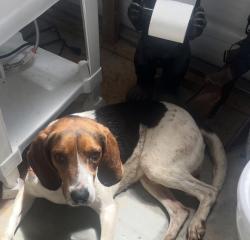 Lost Male Dog last seen Thomas rd, Henderson, NC 27536