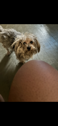 Lost Male Dog last seen Waveny st, Detroit, MI 48224
