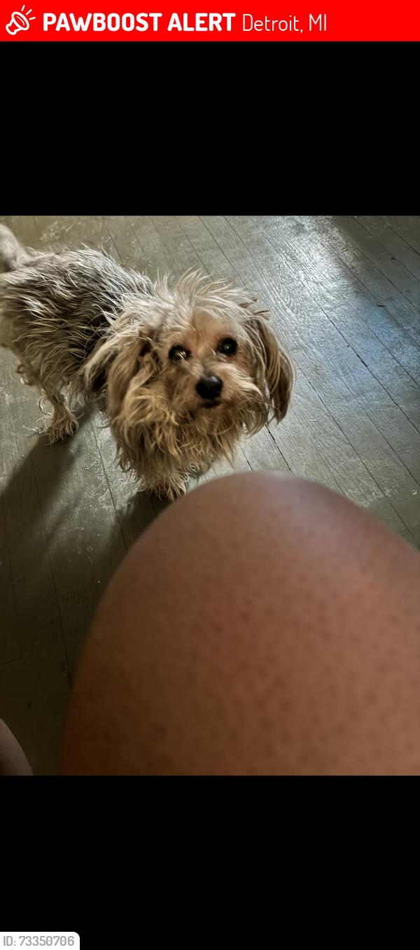 Lost Male Dog last seen Waveny st, Detroit, MI 48224