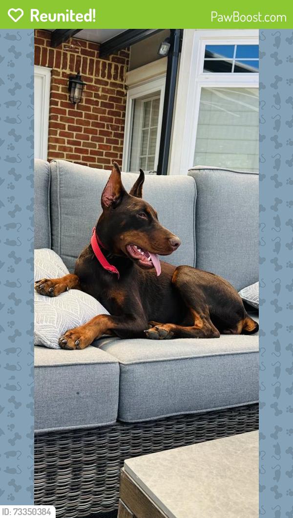 Reunited Female Dog last seen Little Chatterton ln, King George, VA 22485