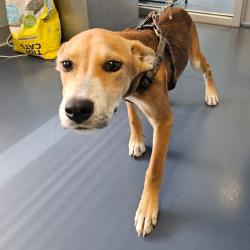 Shelter Stray Female Dog last seen , 980 Guilford College Rd, Greensboro, NC 27409, USA