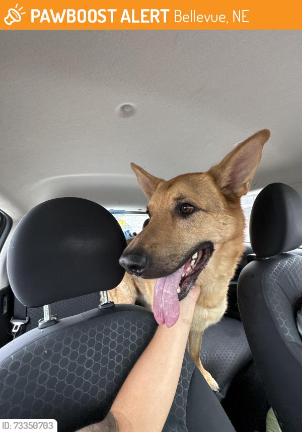 Found/Stray Male Dog last seen Bellevue blvd N and saint Raphael ST, Bellevue, NE 68005
