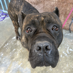 Shelter Stray Male Dog last seen , 3612 11th Ave, Los Angeles, CA 90018, USA
