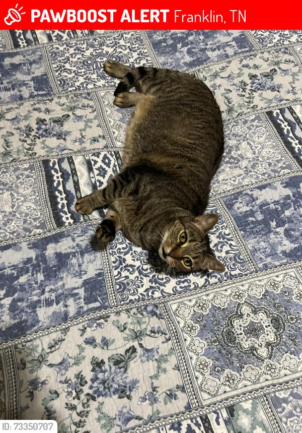 Lost Male Cat last seen Goose creek, Franklin, TN 37064