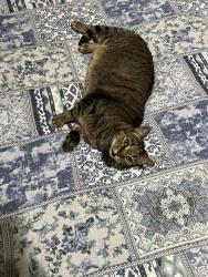 Lost Male Cat last seen Goose creek, Franklin, TN 37064