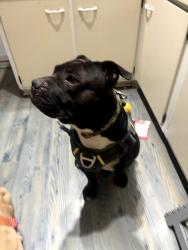 Reunited Male Dog last seen Arlington and Westminster, Saint Paul, MN 55130