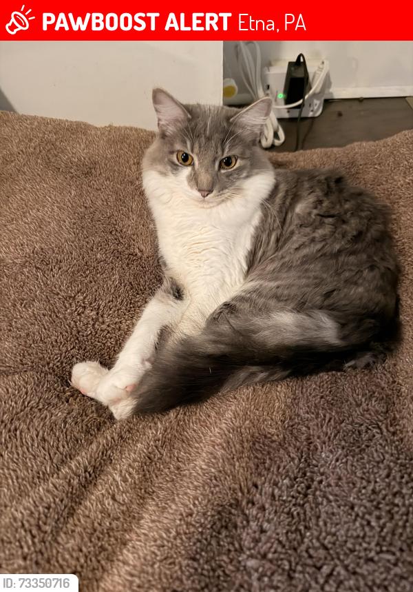 Lost Male Cat last seen Herman street, Etna, PA 15223