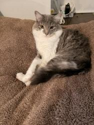 Lost Male Cat last seen Herman street, Etna, PA 15223