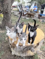 Lost Female Cat last seen 168th and Quebec, Brighton, CO 80603