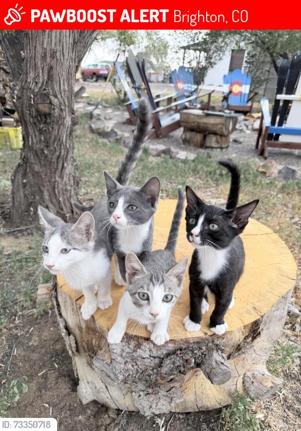 Lost Female Cat last seen 168th and Quebec, Brighton, CO 80603