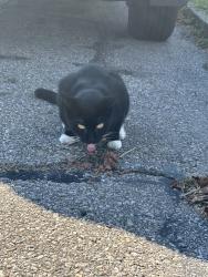 Found/Stray Male Cat last seen Jeffersin ave, Covington, KY 41014